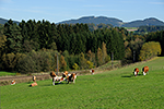 Freidorf (Rakousko), foceno: 19.10.2014, autor: Jaroslav Dvořák