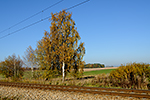 Dolní Svince, foceno: 04.11.2014